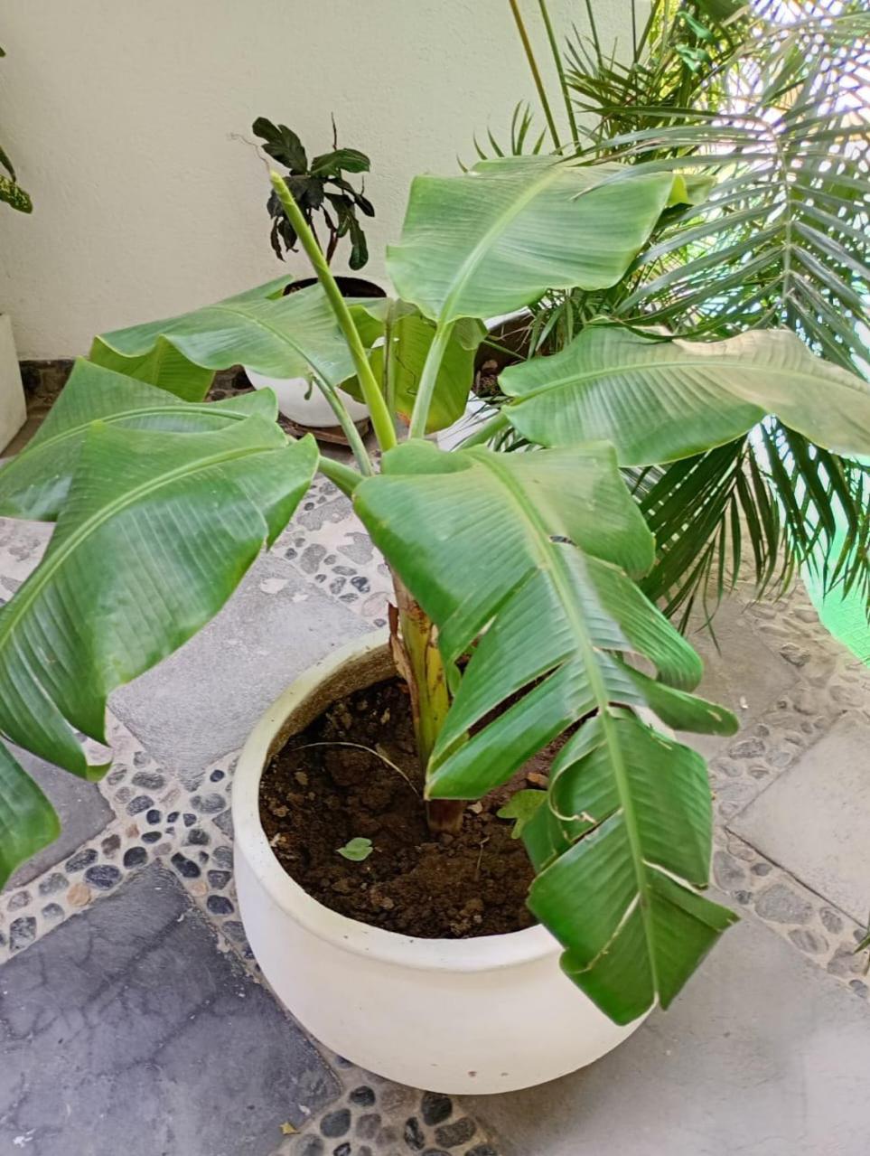 Casa Verde Hotel Santa Marta  Ngoại thất bức ảnh
